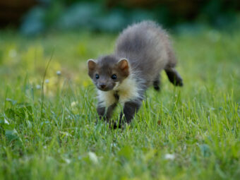 beautiful-cute-beech-marten